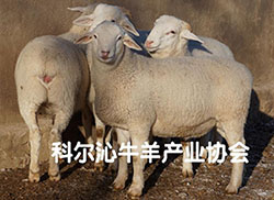 蒙科草原肉羊（科尔沁肉羊）种羊